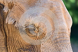 Wild African Elephant Portrait