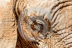 Wild African Elephant Portrait