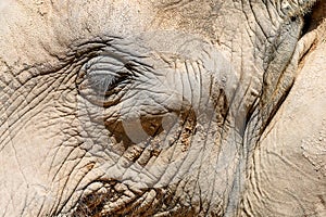 Wild African Elephant Portrait