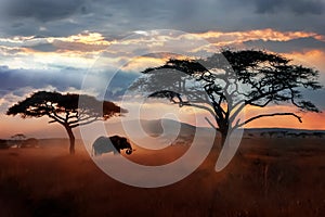 Wild African elephant in the savannah. Serengeti National Park. Wildlife of Tanzania.