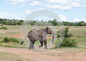 Wild African Elephant