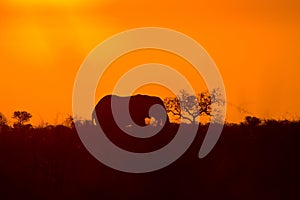 Wild african elephant and sunset, Kruger National park, South Africa