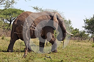 Wild African Elephant in Tanzania