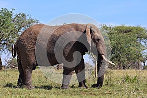 Wild African Elephant in Tanzania