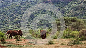 Wild African elephants in the Ngorongoro Crater. Africa. Tanzania.