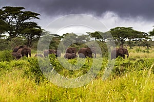 Wild African elephants walking in the bush in evening with dark storm clouds, at Serengeti in Tanzania, Africa