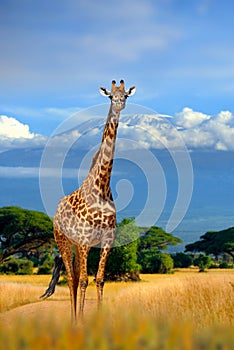 Wild african giraffe on Kilimanjaro mount background. National park of Kenya