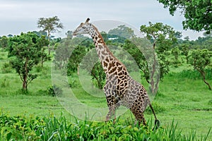 Wild African Giraffe walking in the Mikumi National Park, Tanzania