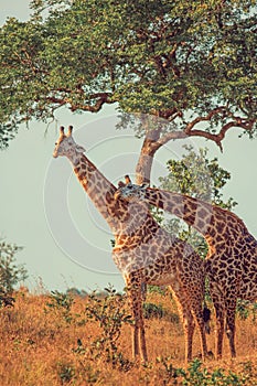 Wild African giraffes at sunrise