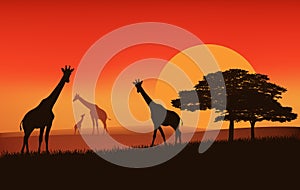 Wild african giraffes at sunset vector silhouette scene