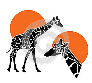 wild african giraffle with red sun disk vector design set