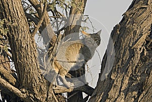 Wild African Grey cat