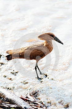 Wild African Hamerkop bird on river shore