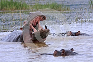 Wild african hippos