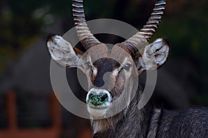 Wild african life. Close up of a cute Waterbuck looking at the camera and posing in the Savannah