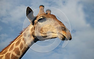 Wild african life. A large common South African giraffe on the summer blue sky