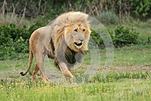 Wild african lion