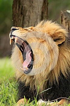 Wild african lion