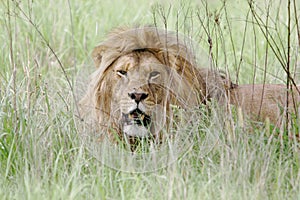 Wild african lion