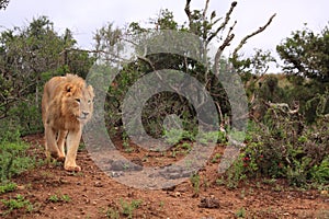 Wild african male lion hunting