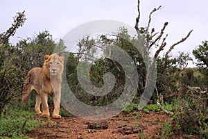 Wild african male lion standing