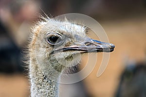 Wild African ostrich in close-up. Ðžstrich is large flightless bird