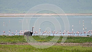 Wild African Ostrich On The Lake In Which Walks A Lot Of Pink Flamingos