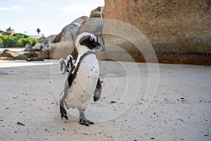 Wild african penguin walking on sand at Boulders beach