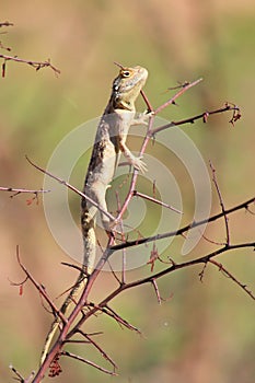 Wild African Reptiles, Blue headed lizzard, Young