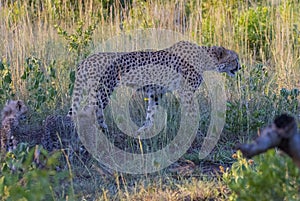 Cheetah/South Africa