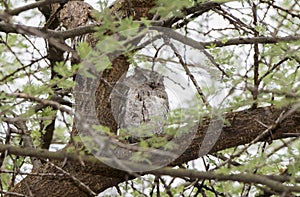 Wild African Scops-Owl Otus senegalensis in Tanzania