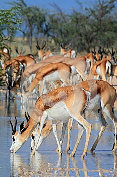 Wild african springbok antelope drinking