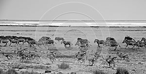 Wild African stampede with Zebra and wildebeest running across the savannah