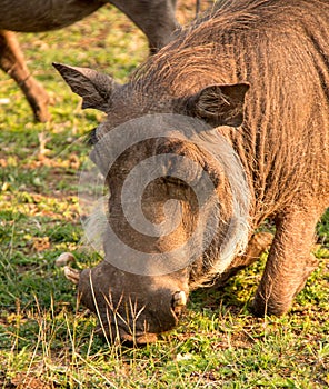 Wild African Warthog Grazing on Grass