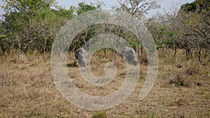 Wild African White Rhinos Graze Grass In The Bushes Of The Savannah