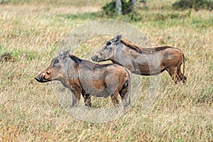 Wild African wild boars on more. Two young warthogs grazing