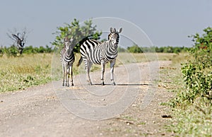 Wild african zebra