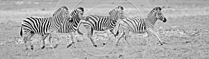 Wild african zebras