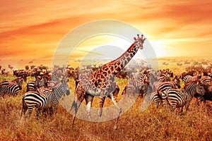 Wild African zebras and giraffe in the African savannah. Serengeti National Park. Wildlife of Tanzania. Artistic image