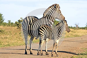 Wild african zebras