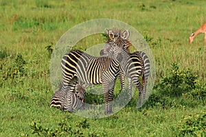 Wild African Zebras in the Mikumi National Park