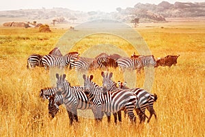 Wild African zebras in the Serengeti National Park. Africa. Tanzania