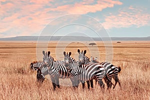 Wild African zebras in the Serengeti National Park. Wild life of Africa