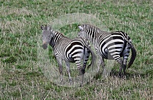Wild African zebras walking in the savannah