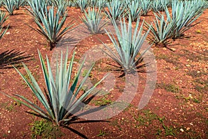 Wild Agave, typical Mexican plant Agava outdoor at grass in garden