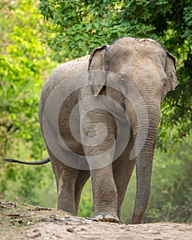 wild aggressive asian elephant or Elephas maximus indicus roadblock walking head on in summer season and natural green scenic