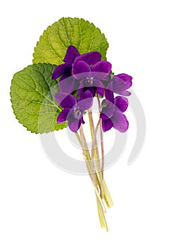 Wild aka dog violets - Viola riviniana, isolated over white