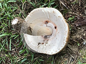 Wild Alabama Tan Mushroom with Scales Underside in Morgan County