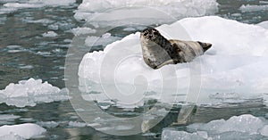 Wild Alaska seal on the ice