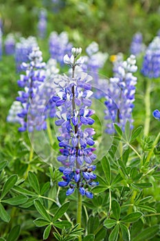 Wild Alaskan Lupin wildflower in spring bloom